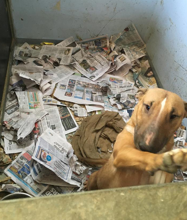 bull terriers kept in awful living conditions rspca inspectors